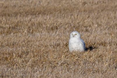 Snowy Owl