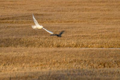 Snowy Owl