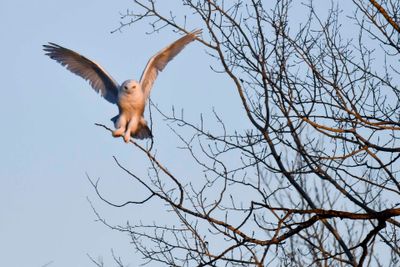 Snowy Owl