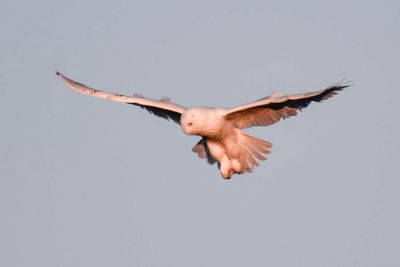 Snowy Owl