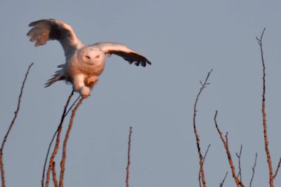 Snowy Owl