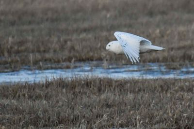 Snowy Owl