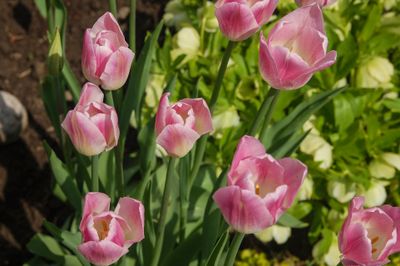 DSC_5005.jpg