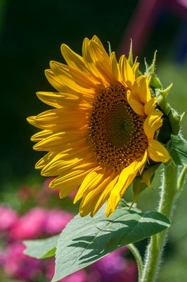 DSC_2311.jpg
