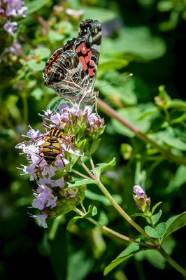 DSC_2329.jpg