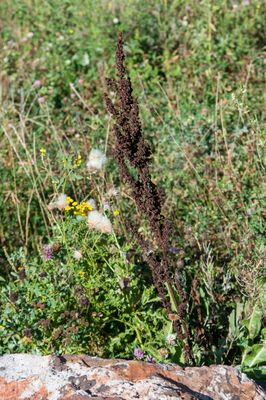 DSC_2384.jpg