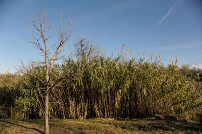 _D704143.jpg