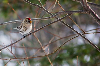 DSC_5206.jpg