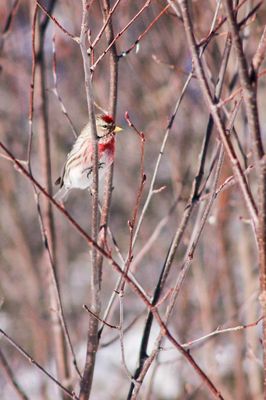 DSC_5259.jpg