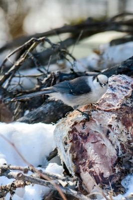 _DSC3830.jpg