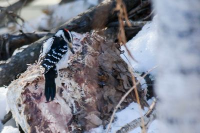 _DSC3858.jpg