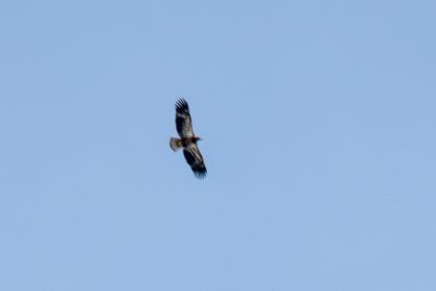 _DSC3986.jpg