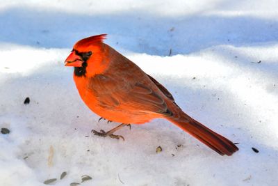 _DSC4333.jpg