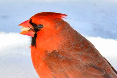 Backyard Birds