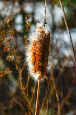 _DSC4380.jpg
