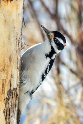 _DSC4450.jpg
