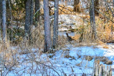_DSC4786.jpg