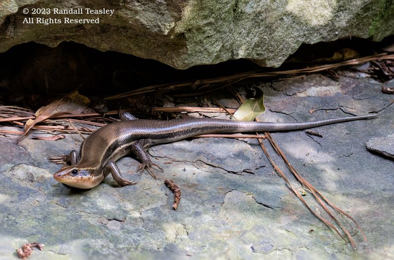 Broad-Headed-Skink-Image-01
