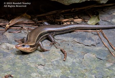 Broad-Headed-Skink-Image-02.jpg