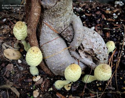 Small-World-Yellow-mushrooms-in-Copper-Pot