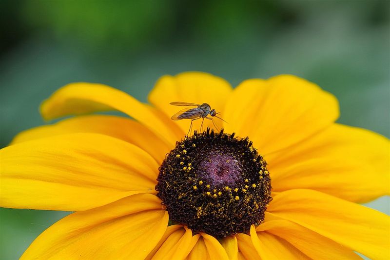 IMGP1209. Mosquito.JPG