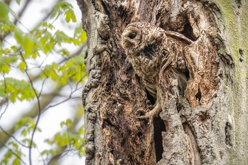 AP-(GF)Chouette camouflage.jpg