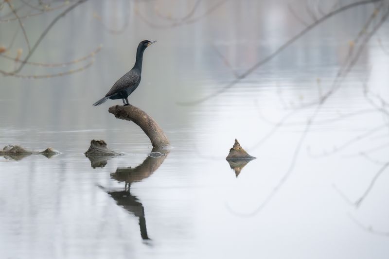 AP-(GF)Mditation Cormorandesque.jpg