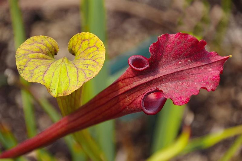 MO-(Sarracenia ) .JPG