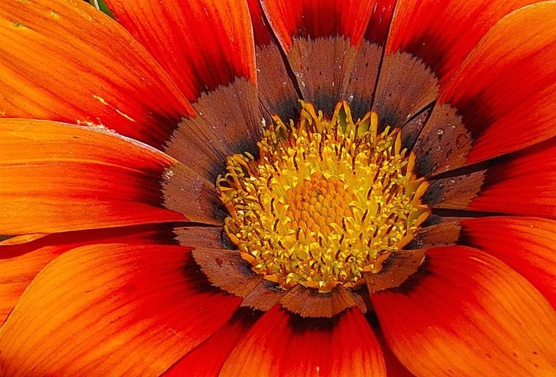 MO-ZinniaJPG 24 X 20 GF