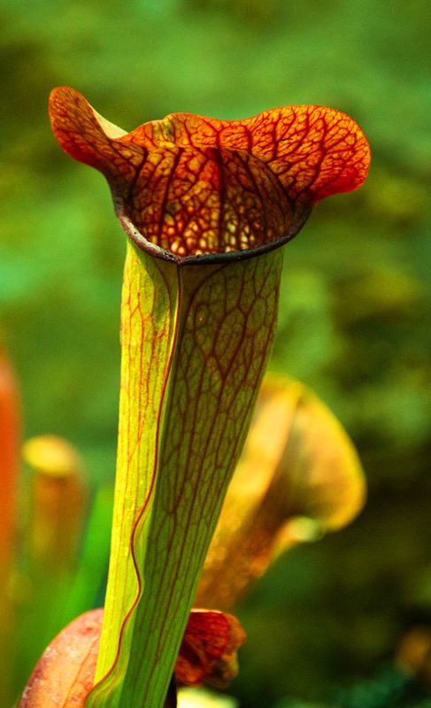 2024 07 02 Parc Marie-Victorin Plantes carnivores