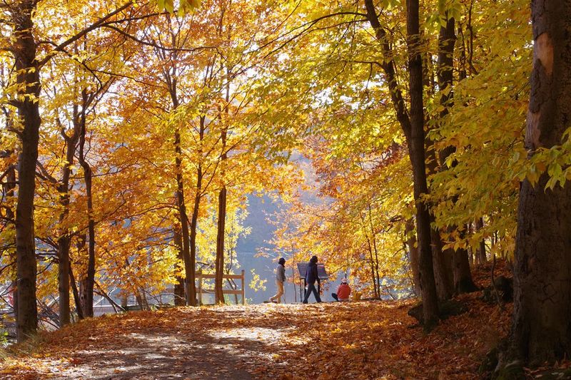 2024 10 22 Automne-Parc du Mont-Saint-Bruno