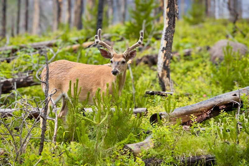 AP_Wapiti.jpg