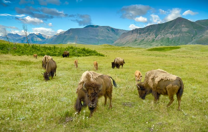 AP-Bison.jpg