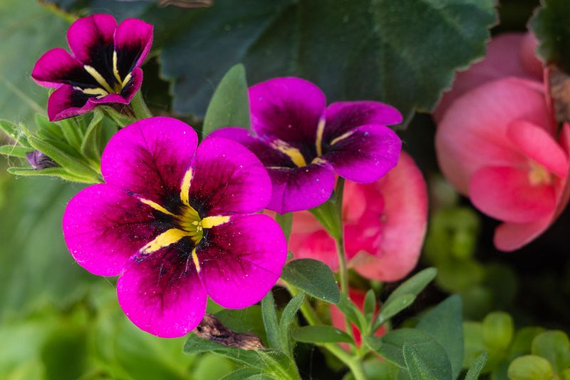 MD-Fleurs dans le village 2_1200x800.jpg