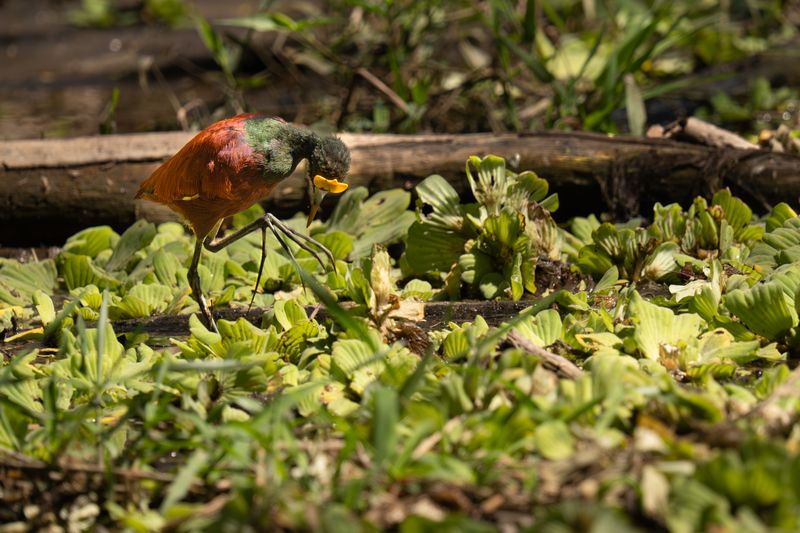 AP-Jacana du Mexique.jpg