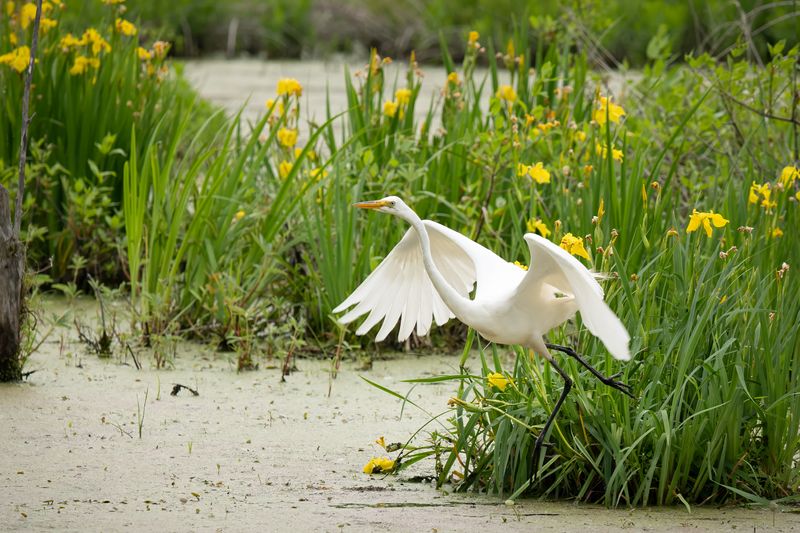 AP-Aigrette blanche-4.jpg