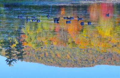 IMG-Recto verso ( Lac Hertel - Mont-Saint-Hilaire ) 16 - 20