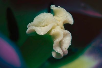 Stigmate_tulipe_16x20
