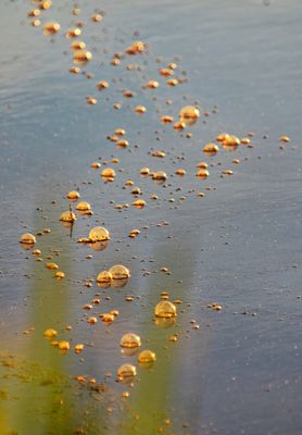 RA_ Au ptit matin  DSC _8869  16x20