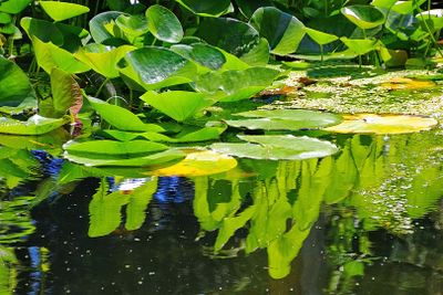 MO-Vert aqua  16 - 20