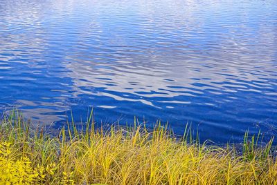 GD Douce rivire      (20 X 24)