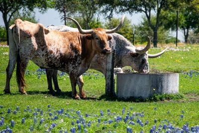2023_04 Long horn et blue bonnets (Texas) 15x10 .jpg