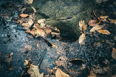 Le Boise en automne # 1