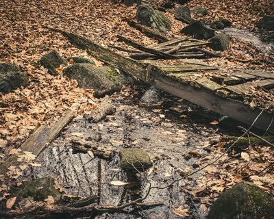 Le Boise en automne # 2