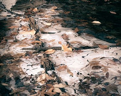 Le Boise en automne # 4