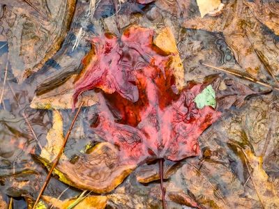 AP-Feuilles d'automne.jpg