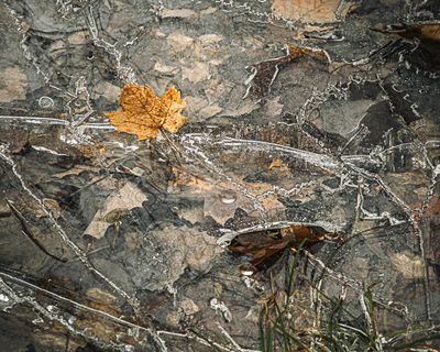 Eau - Glace - Feuilles - 3
