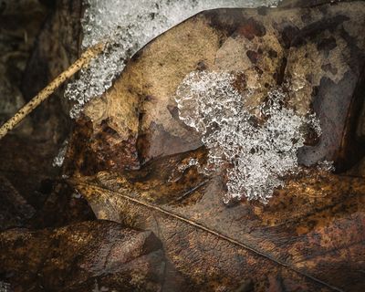 Glace sur feille