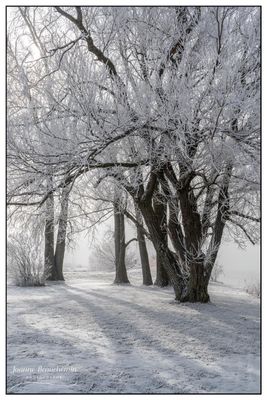 Perce de soleil (GF).jpg