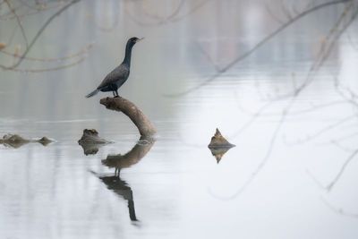 AP-(GF)Mditation Cormorandesque.jpg